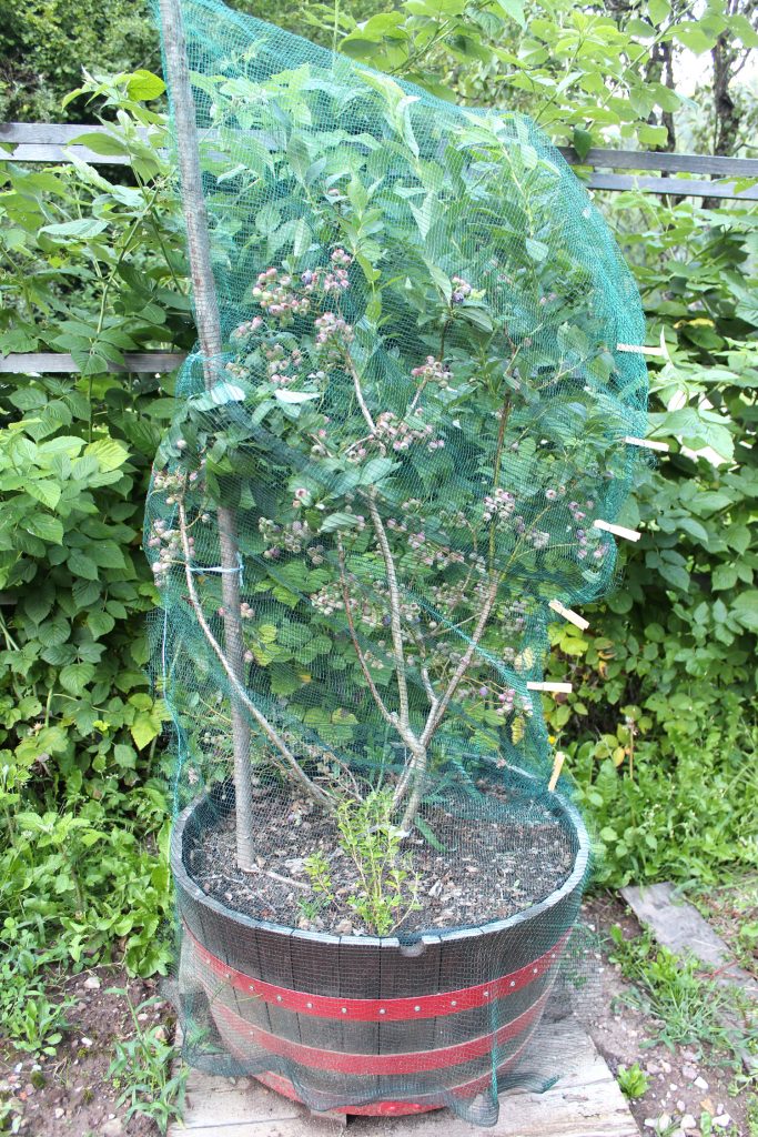 blueberry blueberries garden grow plant pot