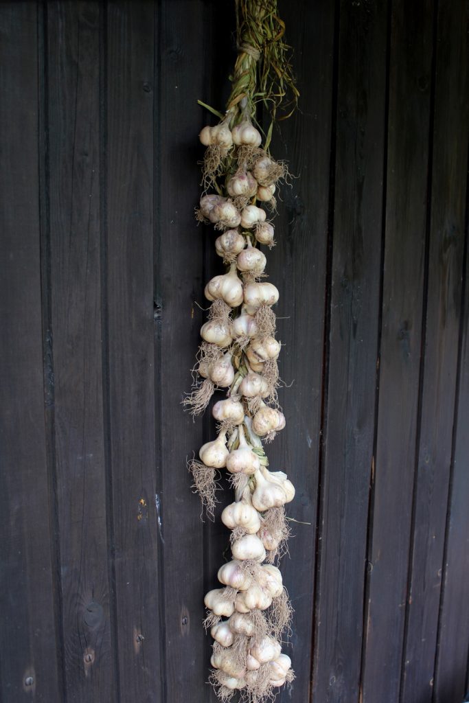 garlic braid how to grow plant harvest homegrown organic