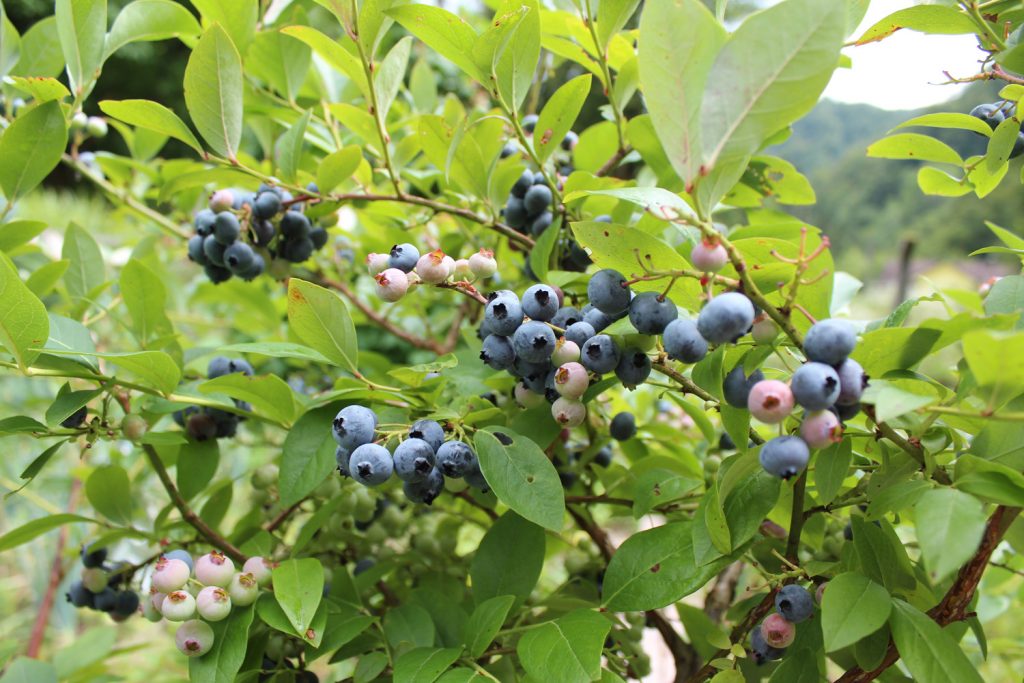 how to gros plant blueberries blueberry in garden
