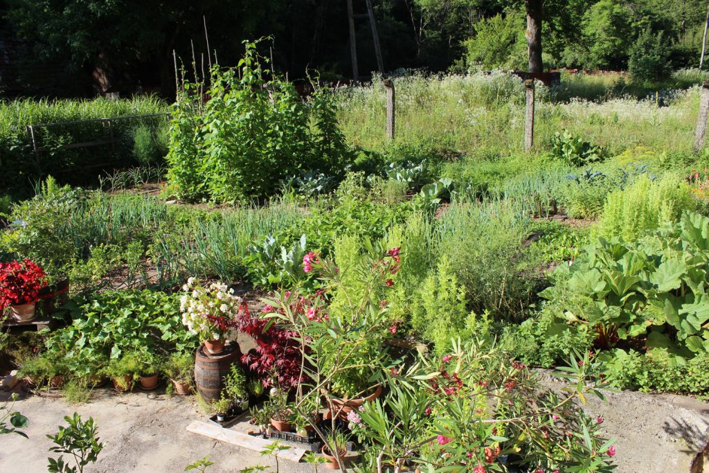 my garden how to start gardening producing food growing vegetables herbs fruits