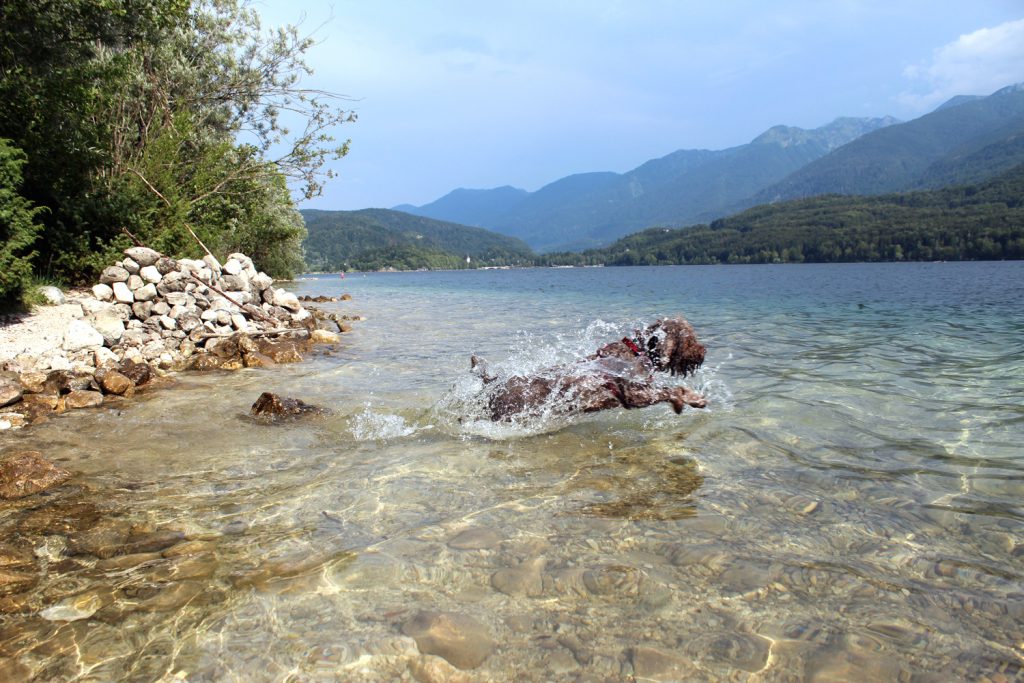 dog swimming lagotto romagnolo water dog bohinj lake slovenia