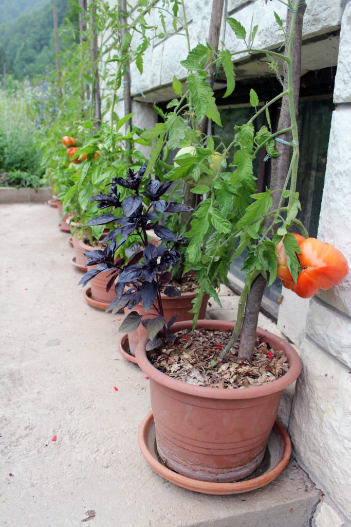 Tomato plants in containers accompanied by basil plants.