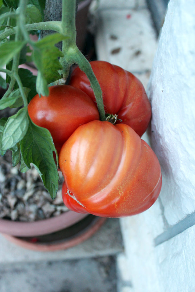 homegrown tomatoes container pot how to
