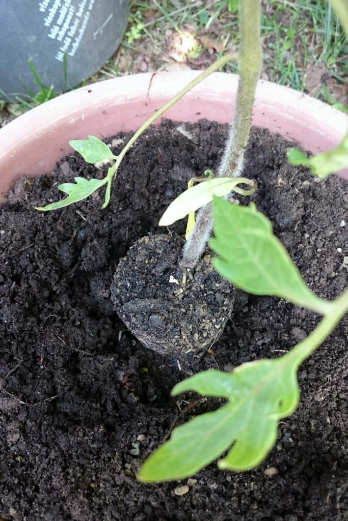 tomatoe seedling planting container growing core gardening