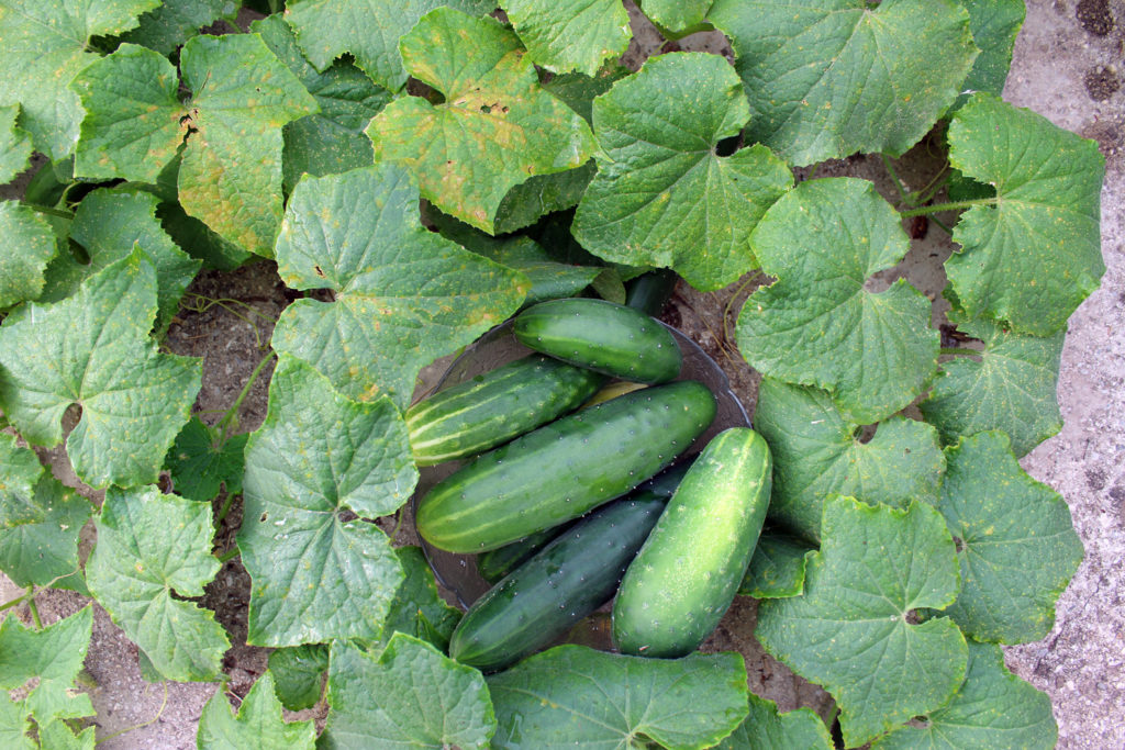 cucumber garden how to grow sow use your own