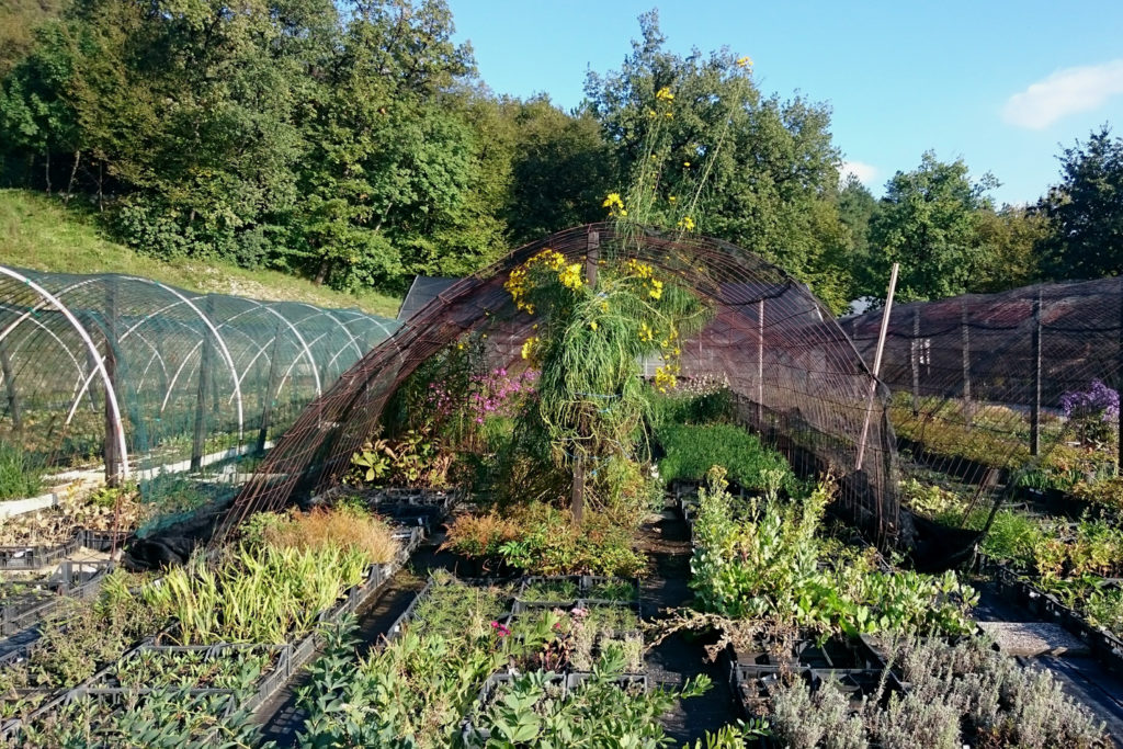 perennial nursery golob klancic plants hoop house poted europe grown locally