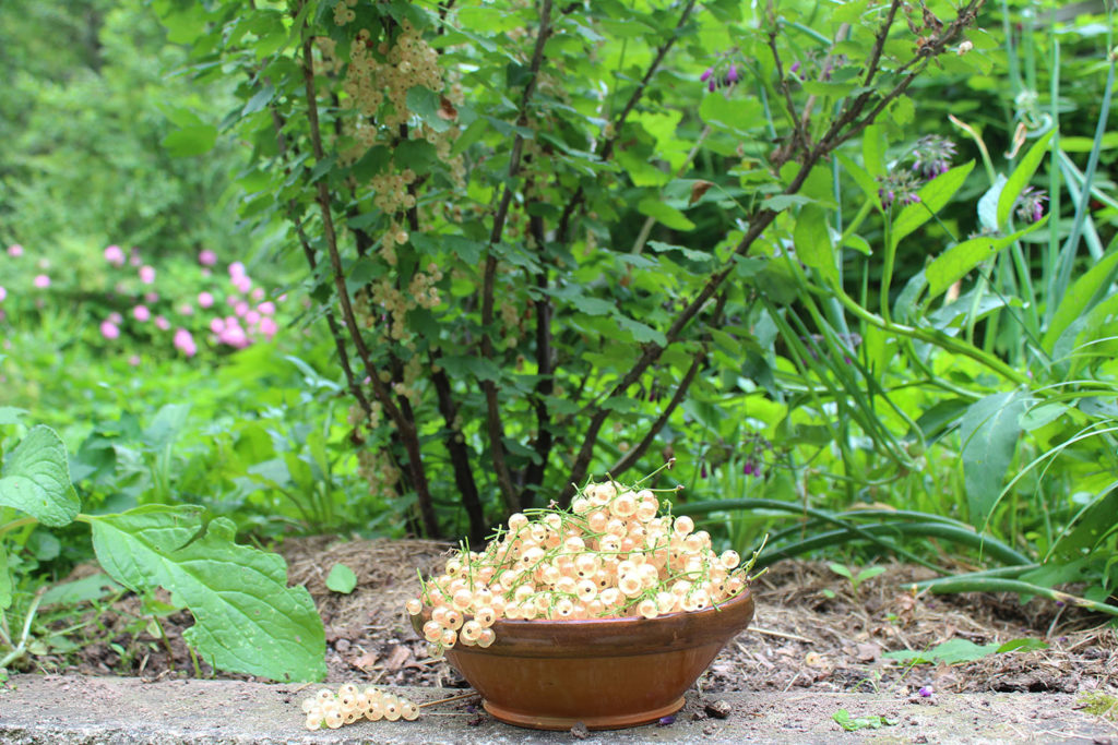 whitecurrant plant shrub harvest variety use home garden how to grow
