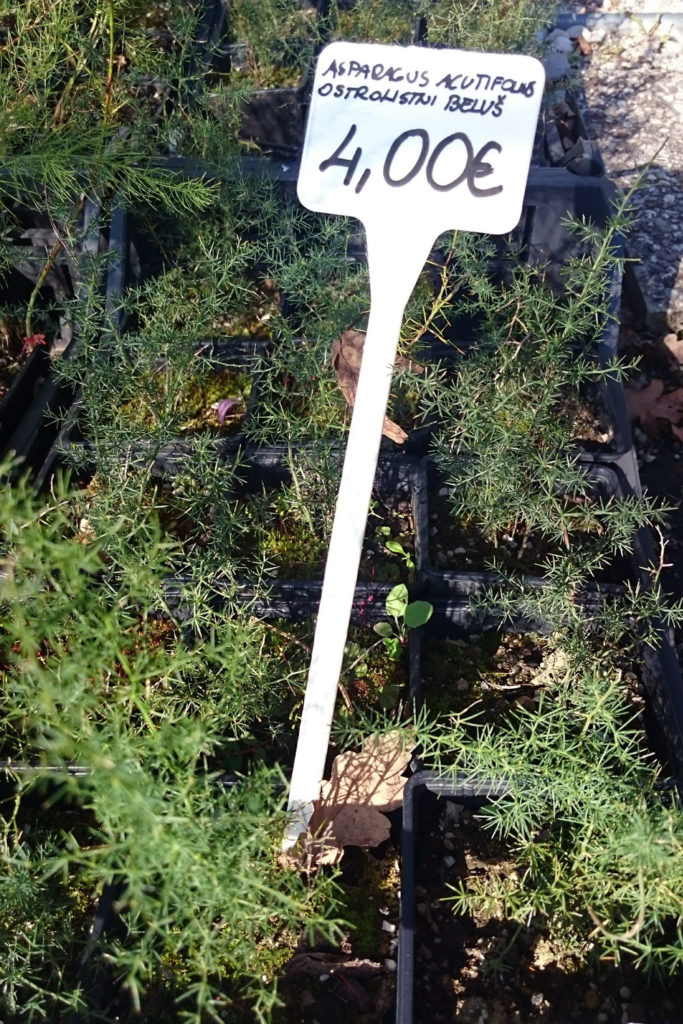 wild asparagus acutifolius plants for sale europe